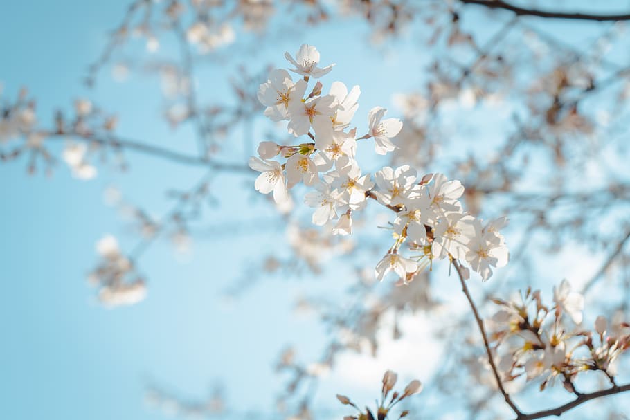 white flowers under blue sky, plant, flowering plant, fragility HD wallpaper
