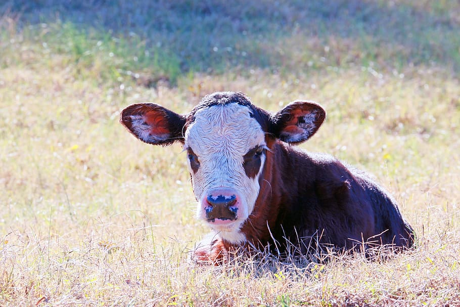 calf, cow, cattle, ranch, farm, beef, baby, mammal, one animal, HD wallpaper