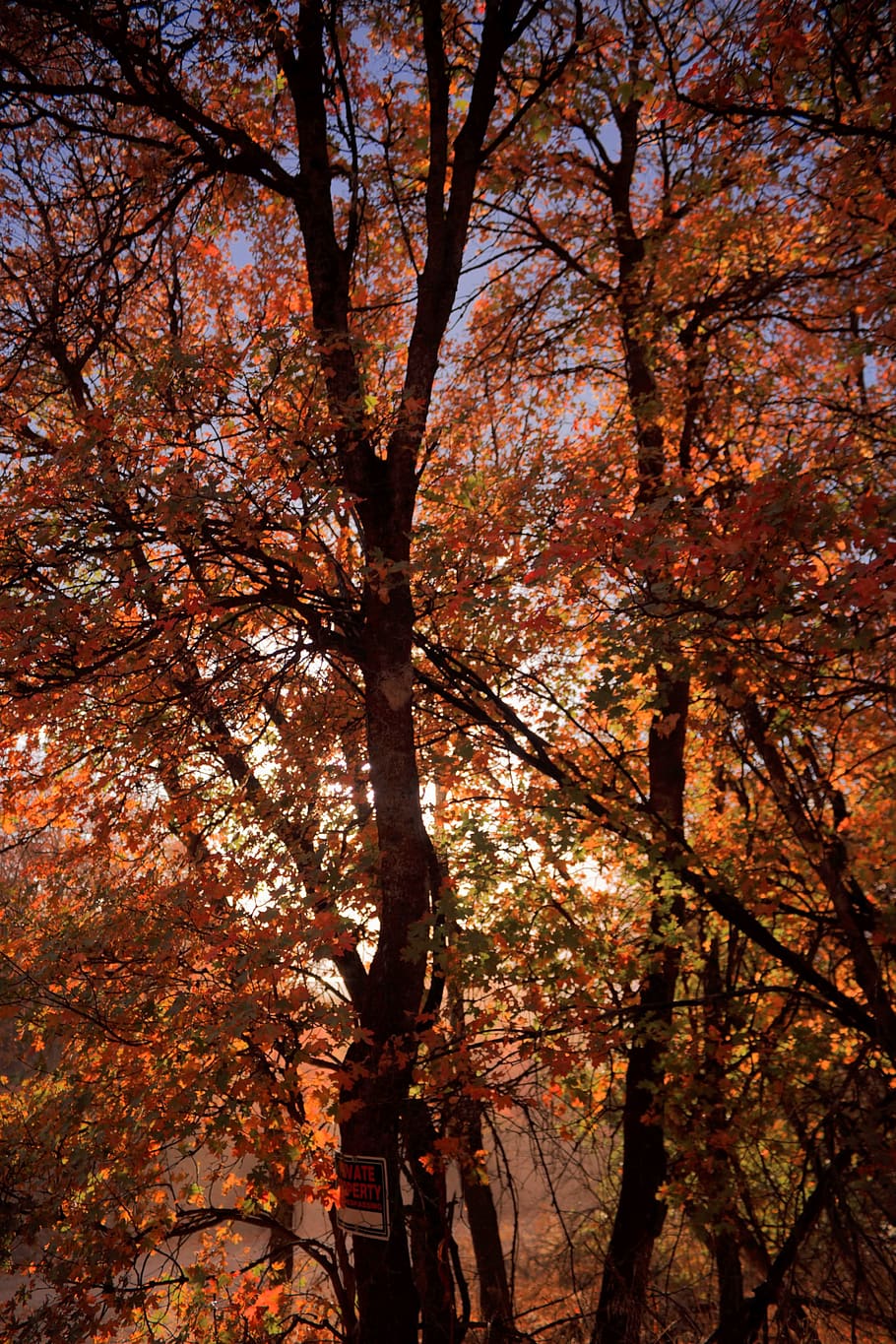 orange-leafed tree, autumn, plant, change, nature, beauty in nature HD wallpaper
