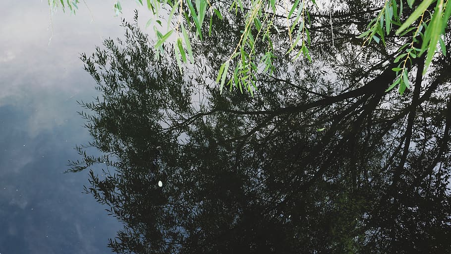 water, tree, plant, growth, no people, low angle view, tranquility HD wallpaper