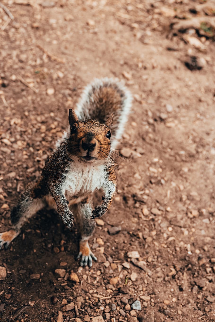 brown squirrel on ground, animal, mammal, meerkat, wildlife, south africa HD wallpaper