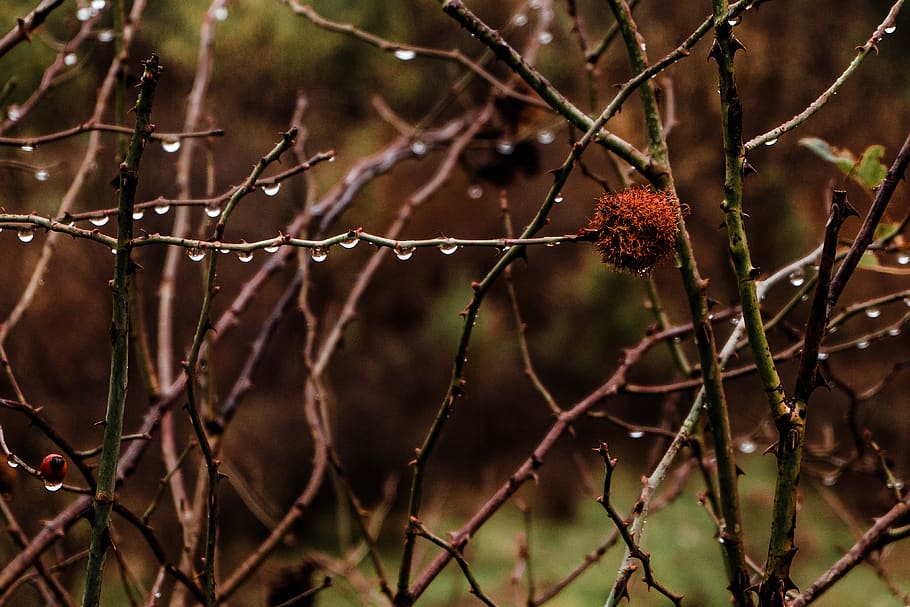 plant, tree, bush, leaf, rust, nature, texture, reservoir, lawn HD wallpaper