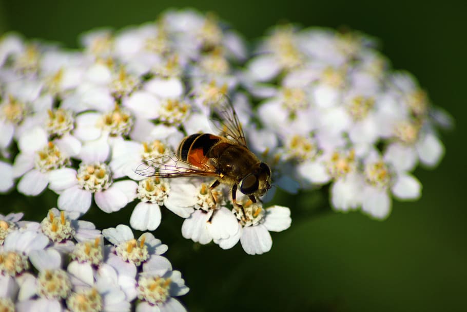 bee, summer, flower, bug, flowering plant, invertebrate, insect HD wallpaper