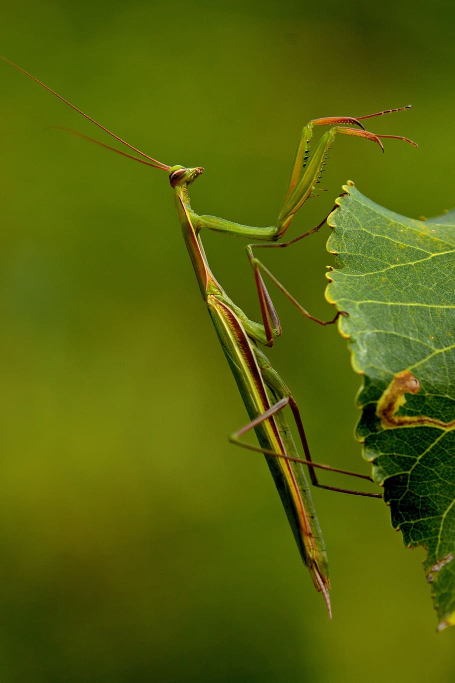 macro, mantis, insect, predator, green color, invertebrate HD wallpaper