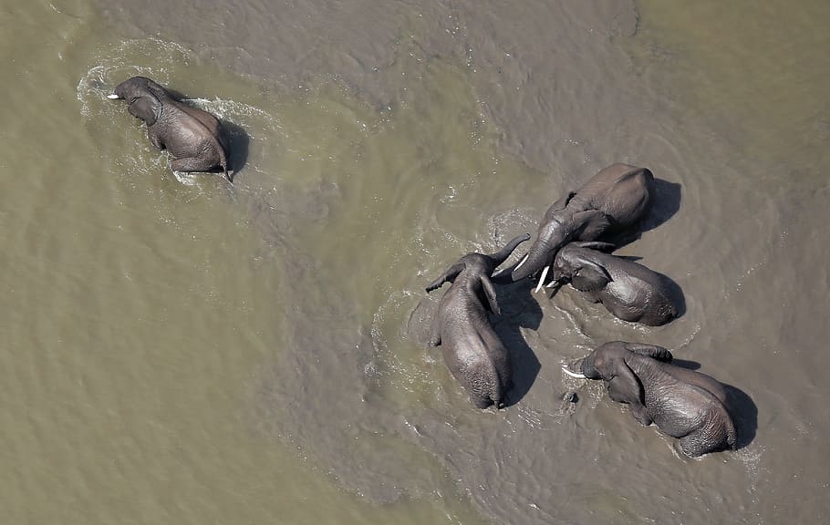 five black elephant in body of water, drone view, sea, ocean, HD wallpaper
