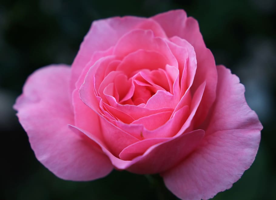 HD wallpaper: pink rose papillon, flower, delicate, romantic, evening ...