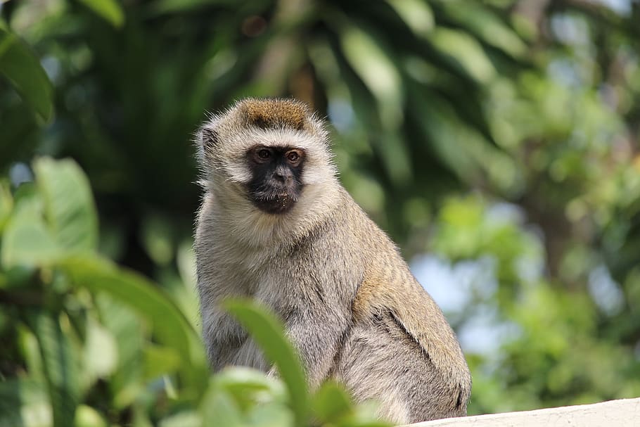 vervet, monkey, wildlife, animal, primate, africa, looking, HD wallpaper