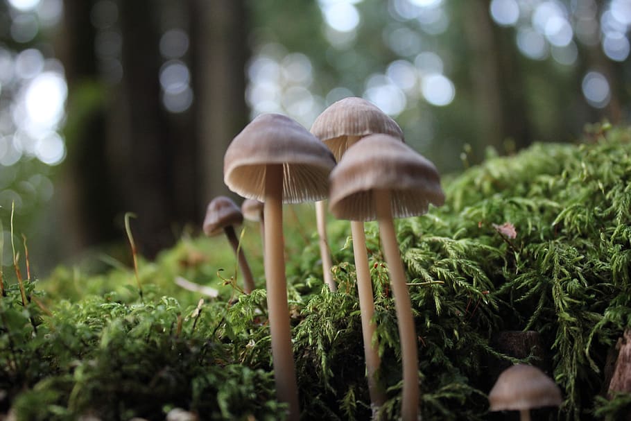canada, maple ridge, closeup, forest floor, trio, mushroom HD wallpaper