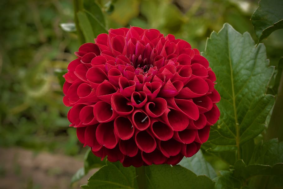 flower, garden, red, summer, bloom, petal, flowering plant HD wallpaper