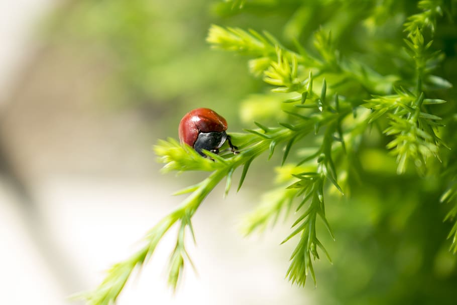 ladybug, insects, flower, nature, plant, close-up, green color HD wallpaper