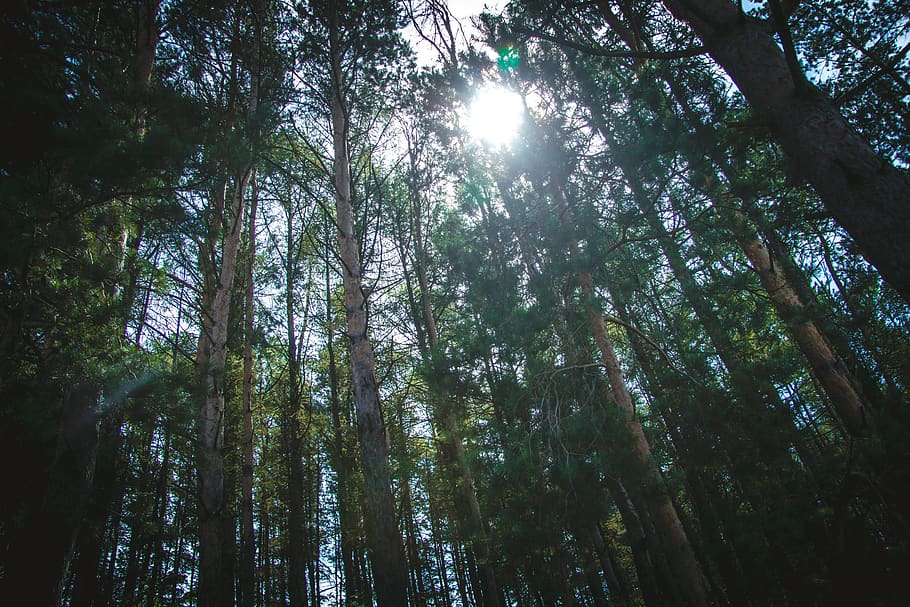 pine, forest, tree, nature, summer, sky, dom, plant, low angle view HD wallpaper