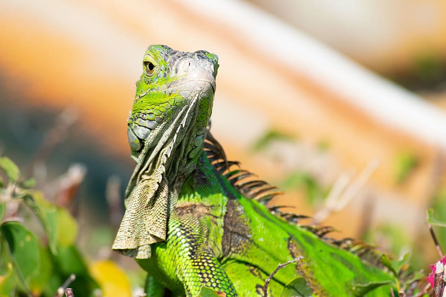 lizard, dragon, florida, iguana, animal, reptile, creature HD wallpaper
