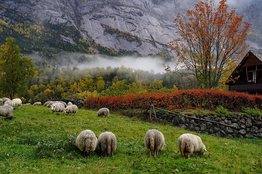 indian summer, norway, sheep, animals, agriculture, mountains, HD wallpaper