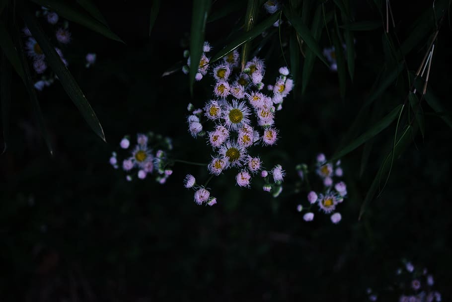 nature, flower, rain, fleabane, white, pink, plant, flowering plant HD wallpaper