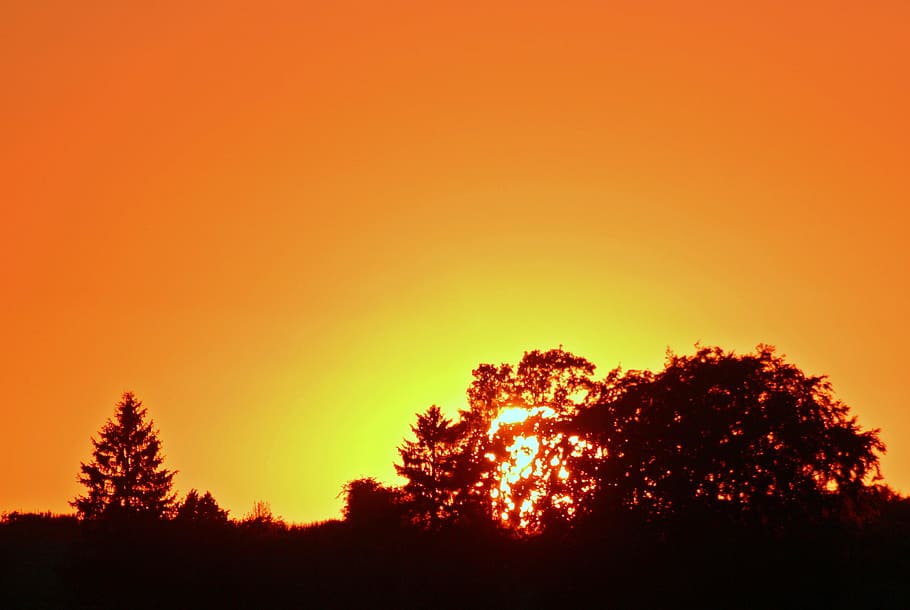 setting, sunset, nature, eve, evevning, tree, sky, silhouette HD wallpaper