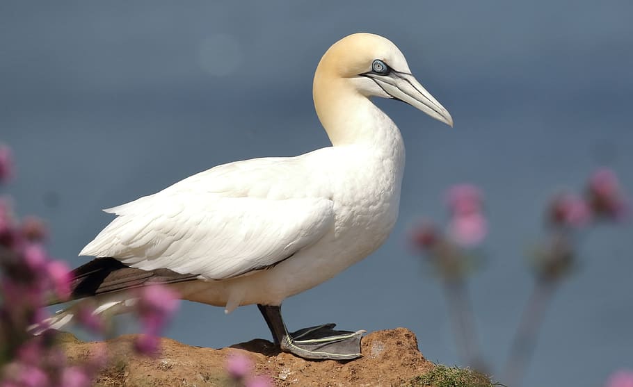 bempton cliffs, yorkshire, gannet, wildlife, seabird, england HD wallpaper
