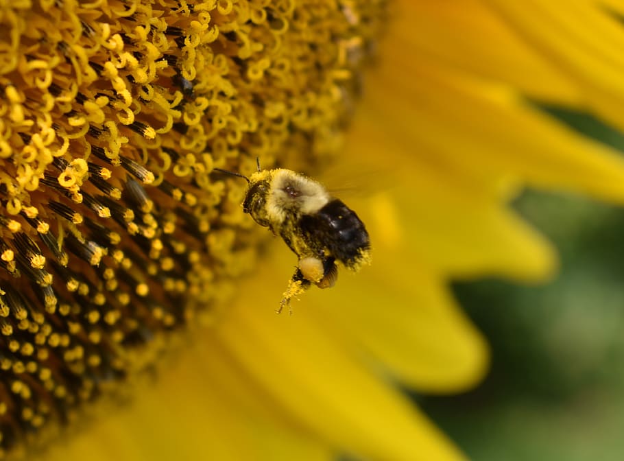 bumblebee, pollen, sunflower, insect, pollination, nature, honey HD wallpaper