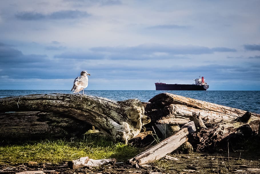 water, sky, log, sea, animal themes, one animal, animals in the wild HD wallpaper