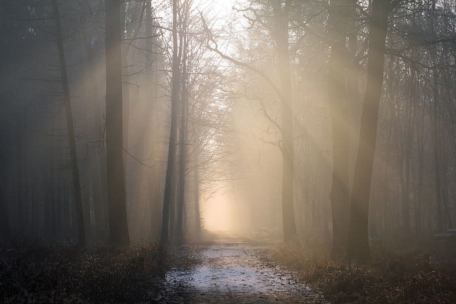 sunbeam, forest, fog, trees, nature, morgenstimmung, autumn forest HD wallpaper