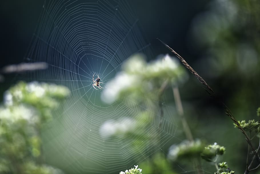 spider in the cob, pakistan, thandiani, abbotabad, insect, arachnid HD wallpaper