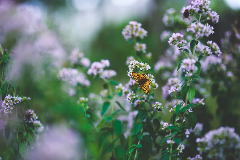 Butterfly on flowers, flowering plant, animal themes, beauty in nature HD wallpaper