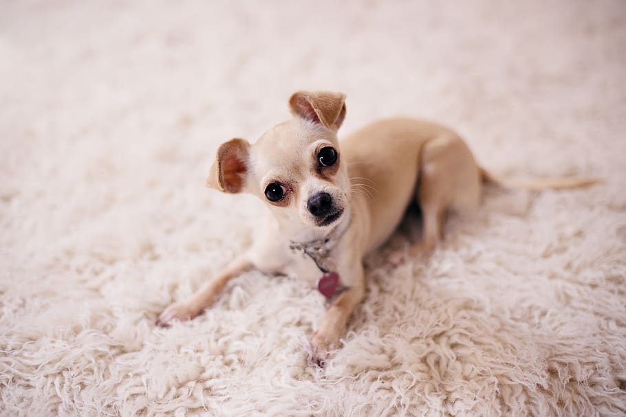 Chihuahua Wallpaper For Free APK for Android Download