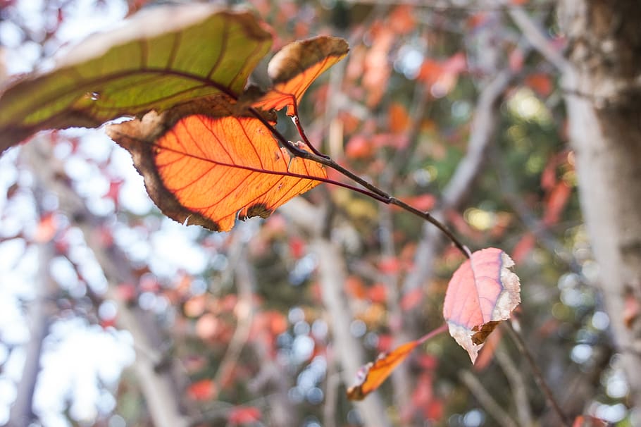 leave, leaves, leaf, orange, grean, dying, green, dead, stem HD wallpaper