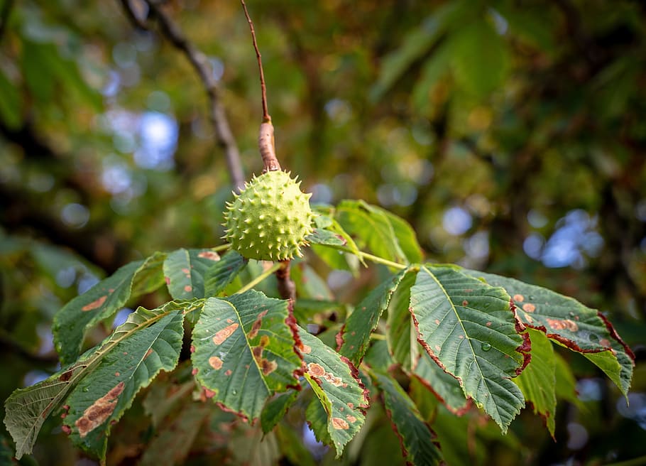 chestnut, chestnut tree, spur, green, growth, leaves, plant HD wallpaper