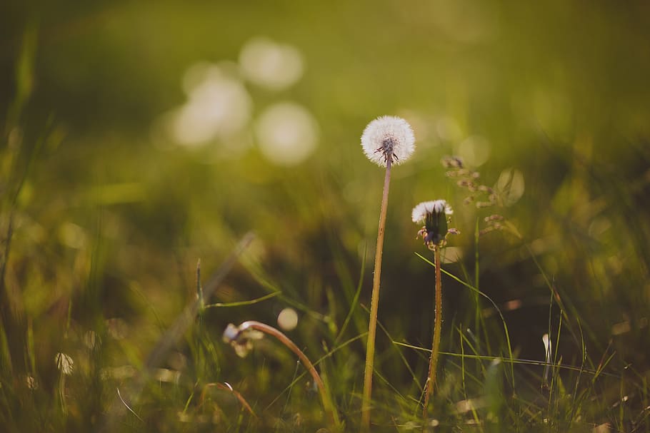 white dandelion flower, plant, blossom, summer, grass, green HD wallpaper