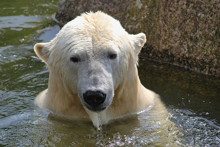 bear, ice, arctic, beast, animal, mammal, bath, water, zoo HD wallpaper