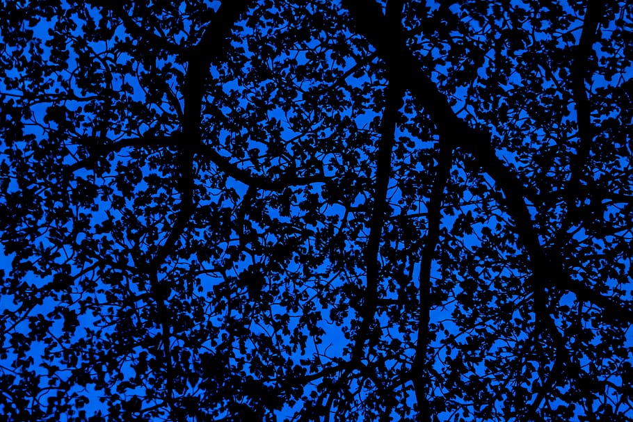tree, leaves, texture, night, sky, silhouette, dark, branches HD wallpaper