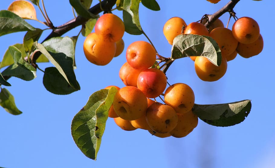 fruit, nature, branch, tree, leaf, healthy eating, food, food and drink HD wallpaper