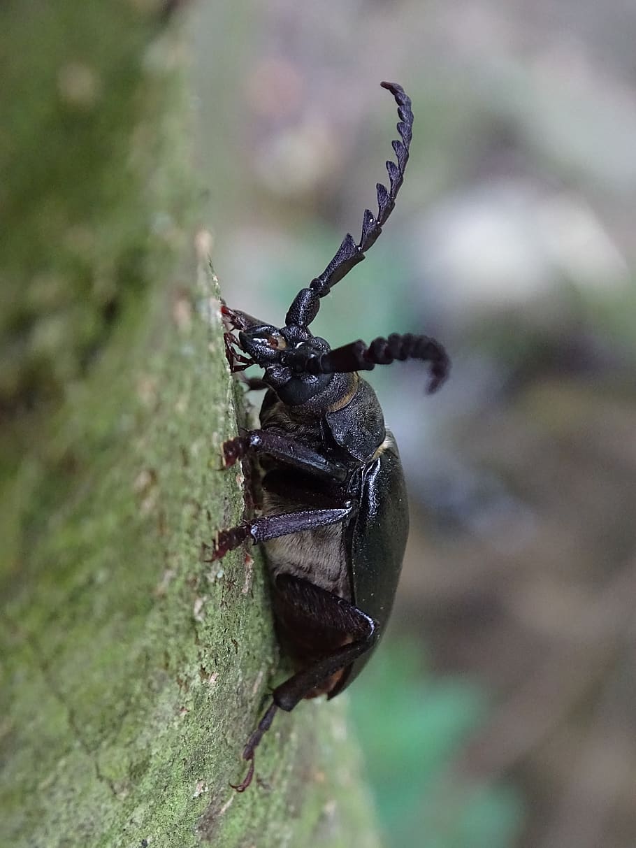 beetle, macro, nature, insect, close up, roháč, animal themes HD wallpaper