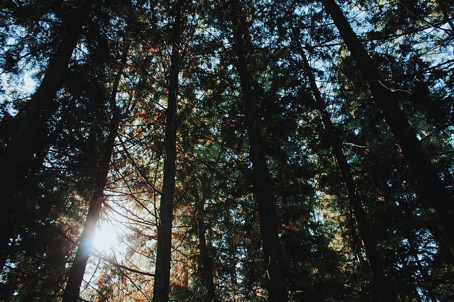 green leafed trees, sunlight, plant, redwood, flora, united states HD wallpaper