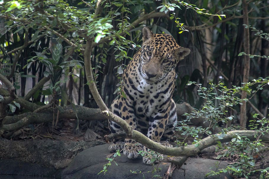 animal, jaguar, singapore, river safari, leopard, panther, mammal, HD wallpaper