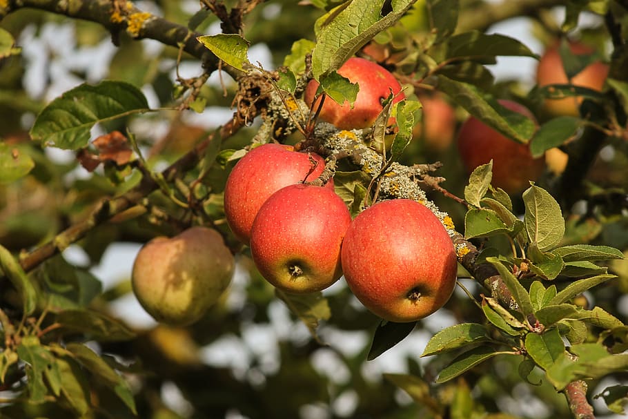 apple, fruit, red, ripe, depend, apple tree, fresh, healthy HD wallpaper
