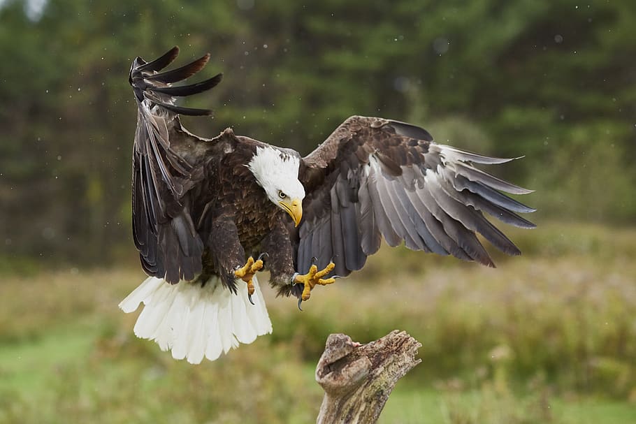 eagle, landing, claws, bird, nature, wildlife, wings, animal HD wallpaper
