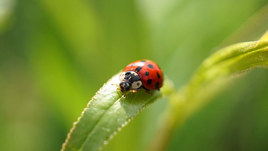 insect, ladybug, nature, leaf, beetle, grass, animal world HD wallpaper