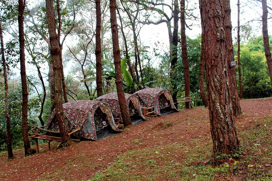 Three Brown Tents Beside Green Leaf Trees, activity, adventure HD wallpaper