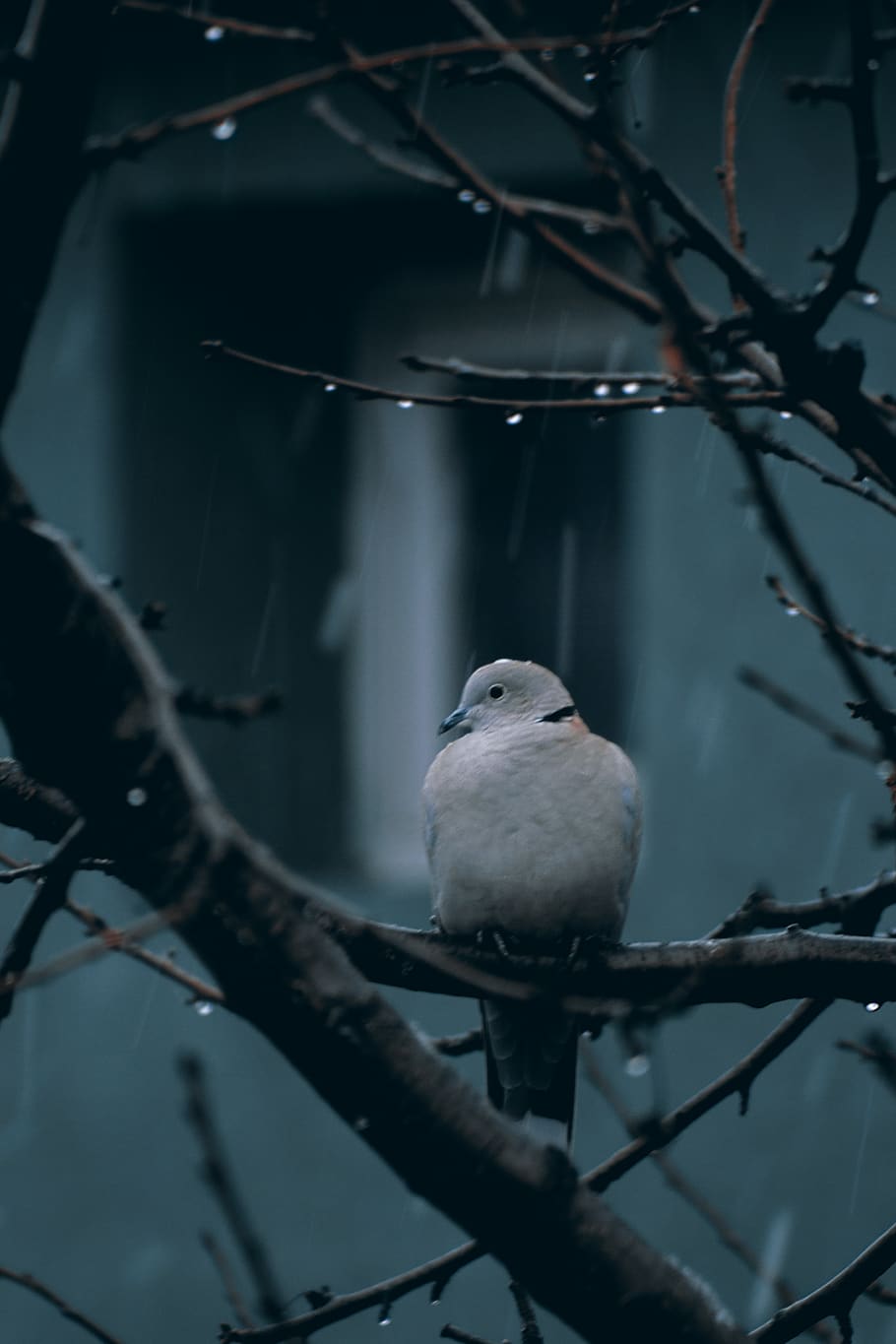 bird, rainy, drops, hi, cold, dove, vertebrate, perching, animal HD wallpaper