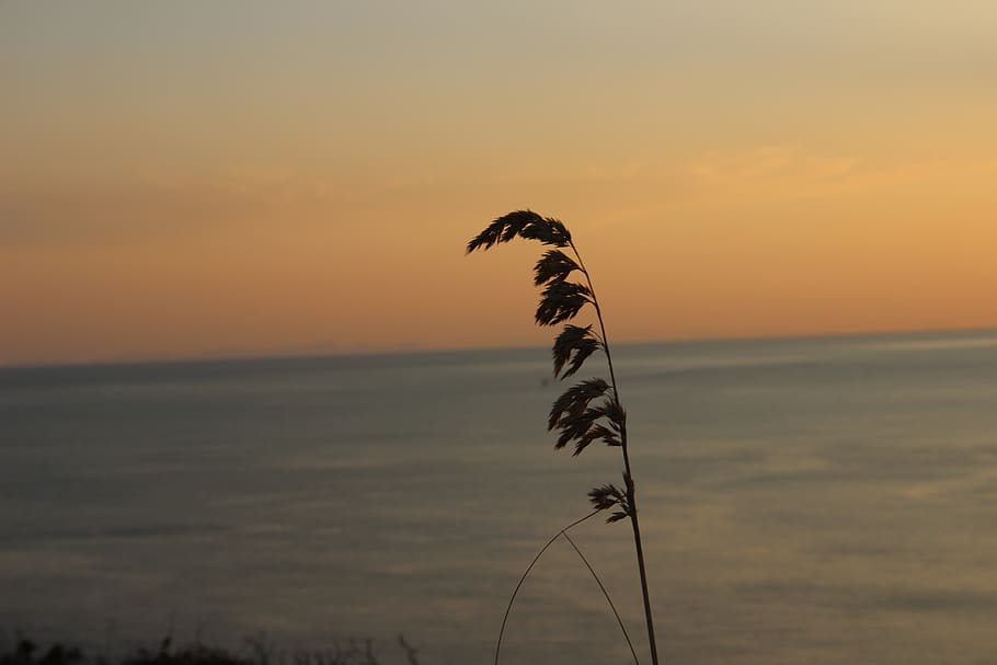 sunset, wheat, sky, ocean, ocean view, beauty in nature, sea HD wallpaper