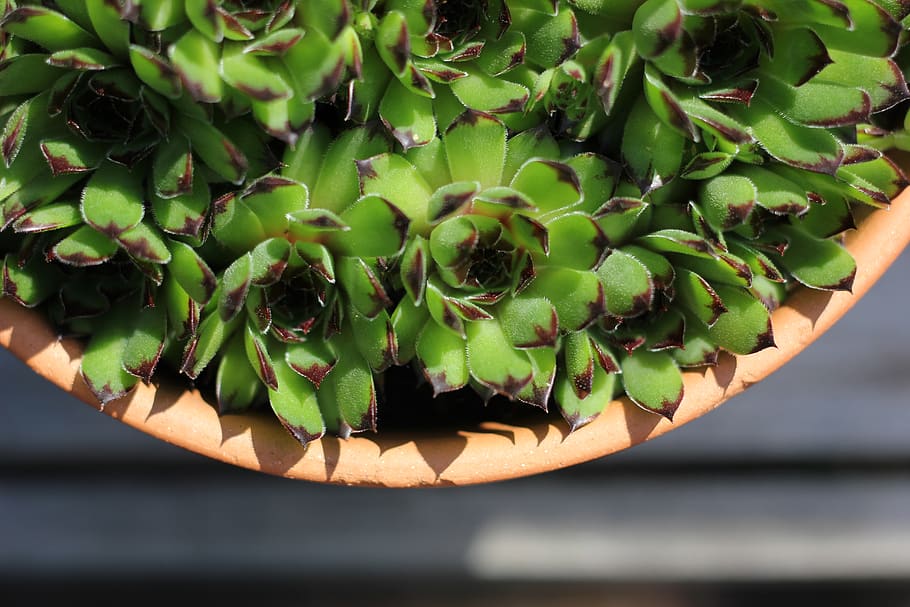 green succulent plants, green color, growth, freshness, beauty in nature HD wallpaper