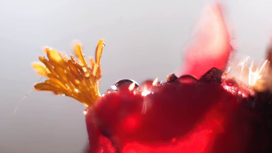 spain, canet de mar, red, studio shot, close-up, freshness HD wallpaper