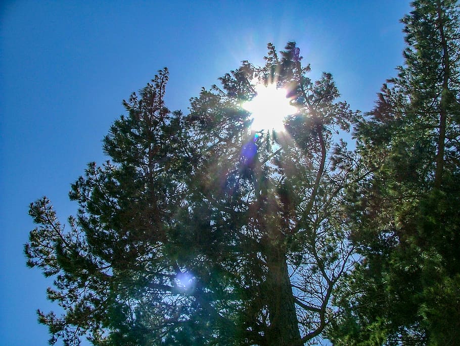 tree, sun, sunshine, sunlight, sunlight though tree, summer HD wallpaper