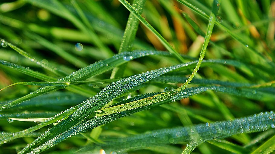 grasses, dew, drops, meadow, green, wet, vegetable, raindrop HD wallpaper