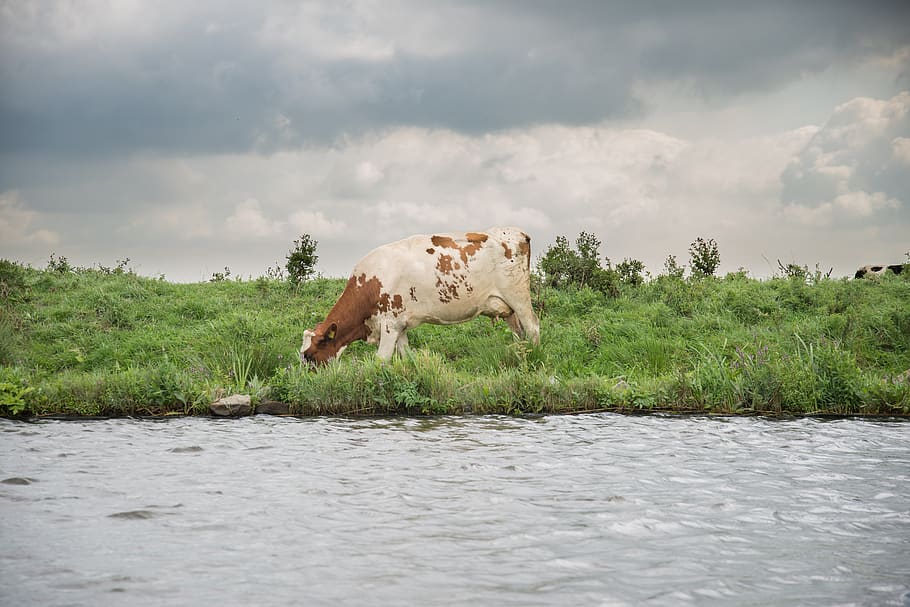 cow, river, meadows, nature, landscape, cattle, water, animal HD wallpaper