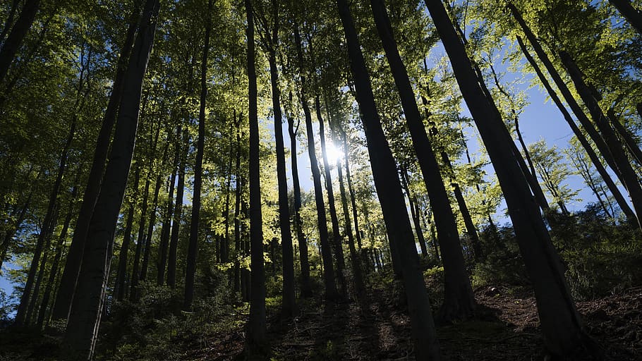tree, treetops, forest, green, sun, trip, spring, mountains HD wallpaper