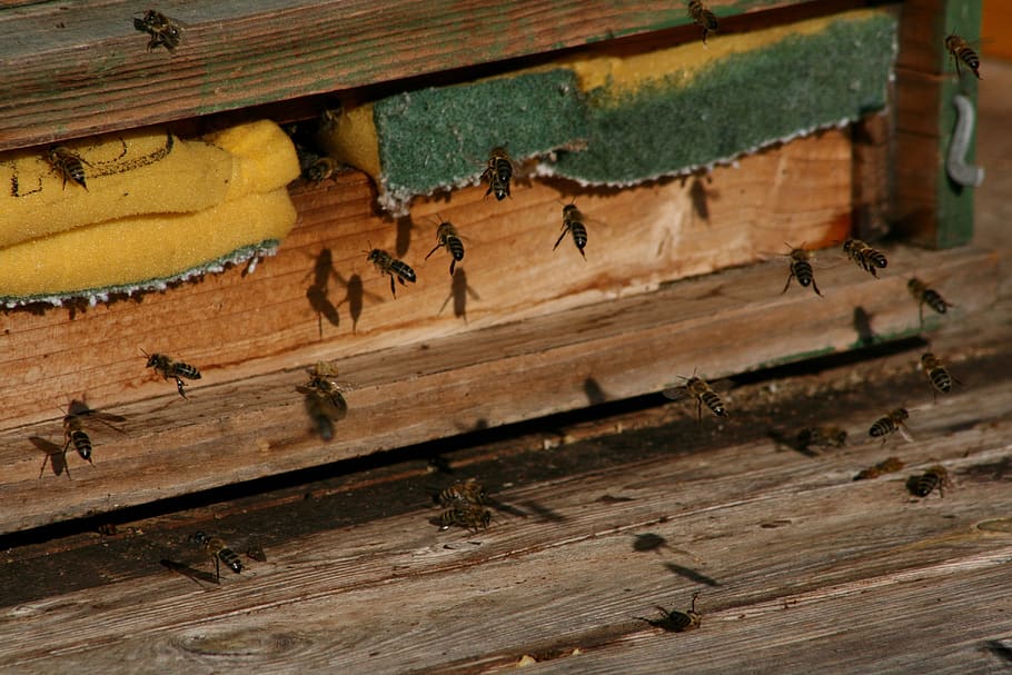 insect, bees, beehive, group of animals, invertebrate, large group of animals HD wallpaper