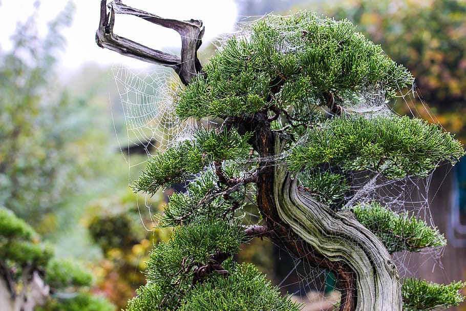 web, juniper, fog, critter, wood, plant, green, göcsört, nature, HD wallpaper
