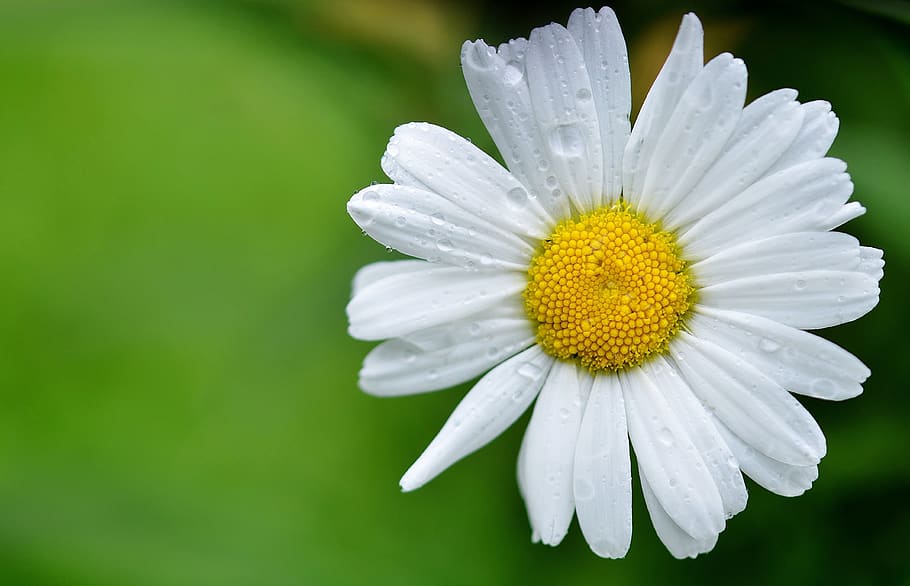 White Daisy, bloom, blossom, flora, flower, HD wallpaper, macro HD wallpaper
